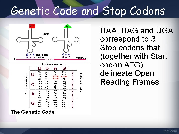 Genetic Code and Stop Codons UAA, UAG and UGA correspond to 3 Stop codons