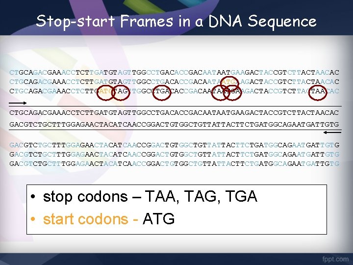 Stop-start Frames in a DNA Sequence CTGCAGACGAAACCTCTTGATGTAGTTGGCCTGACACCGACAATAATGAAGACTACCGTCTTACTAACAC GACGTCTGCTTTGGAGAACTACATCAACCGGACTGTGGCTGTTATTACTTCTGATGGCAGAATGATTGTG • stop codons – TAA, TAG,