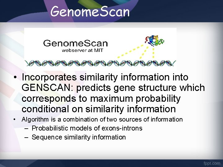 Genome. Scan • Incorporates similarity information into GENSCAN: predicts gene structure which corresponds to