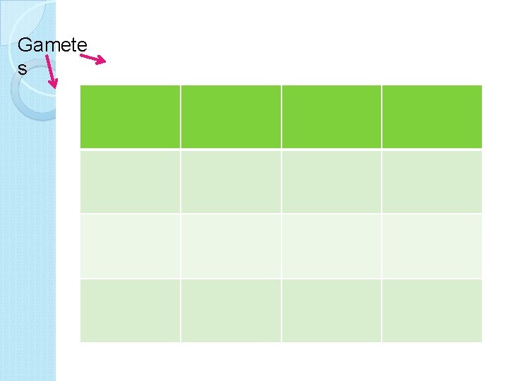 Gamete s 
