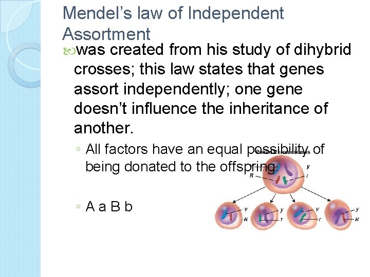 Mendel’s law of Independent Assortment was created from his study of dihybrid crosses; this