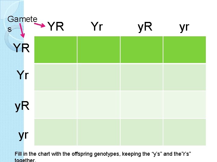 Gamete s YR Yr y. R yr Fill in the chart with the offspring