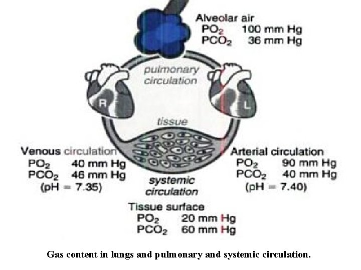 Gas content in lungs and pulmonary and systemic circulation. 