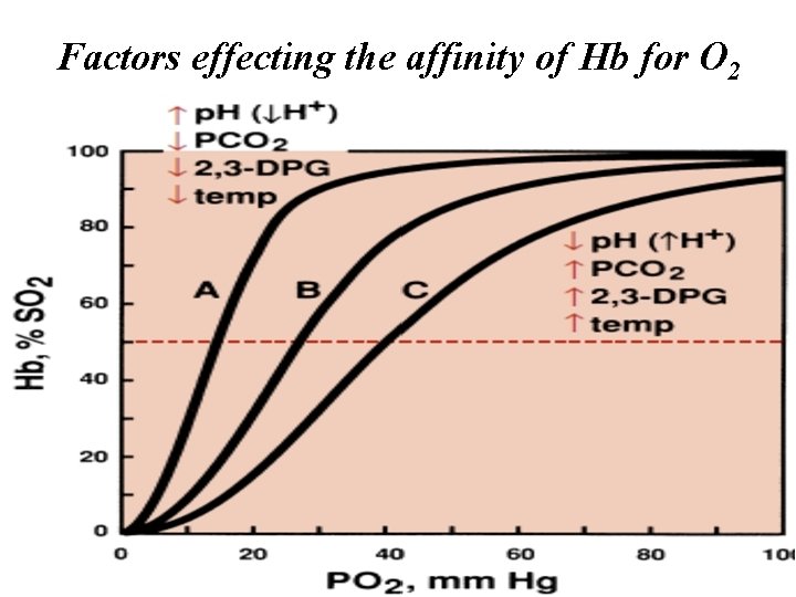 Factors effecting the affinity of Hb for O 2 