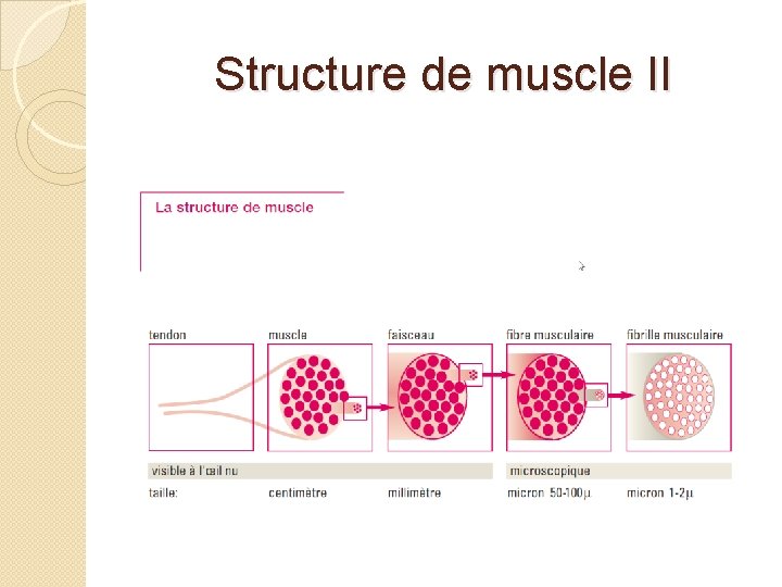 Structure de muscle II 