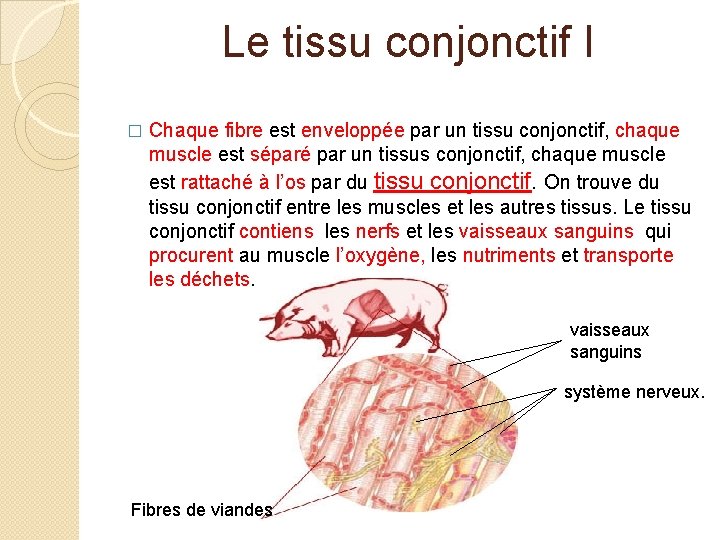 Le tissu conjonctif I � Chaque fibre est enveloppée par un tissu conjonctif, chaque