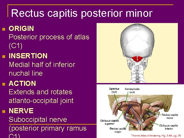 Rectus capitis posterior minor n n ORIGIN Posterior process of atlas (C 1) INSERTION