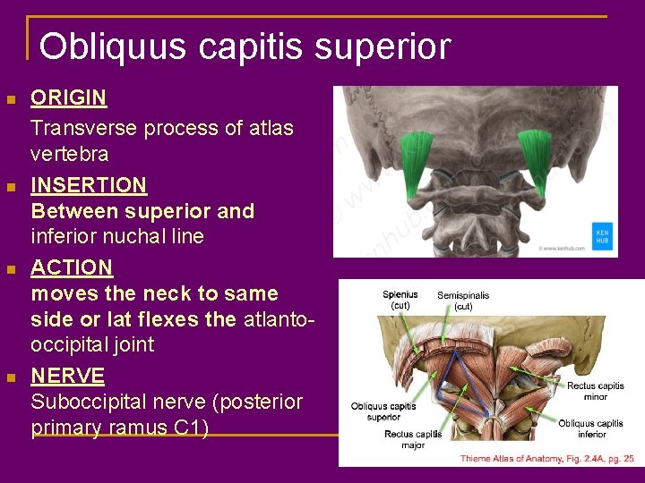 Obliquus capitis superior n n ORIGIN Transverse process of atlas vertebra INSERTION Between superior