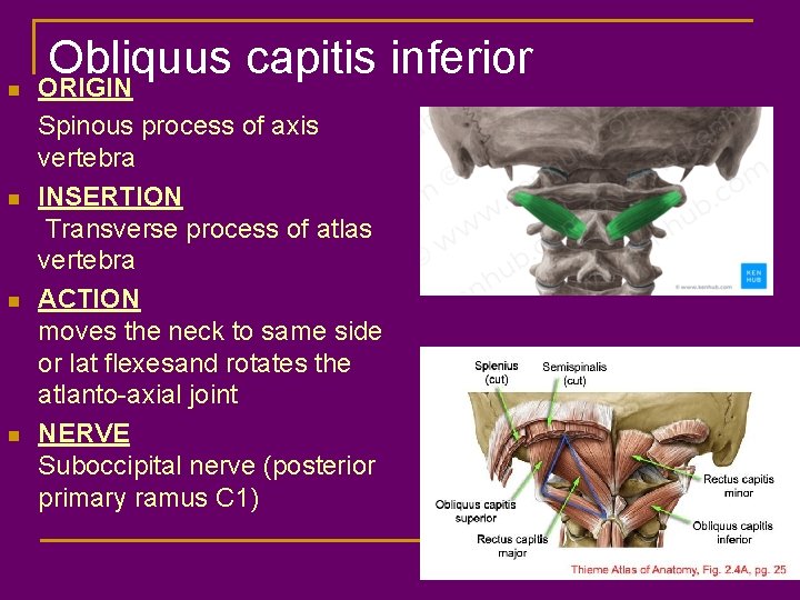 n n Obliquus capitis inferior ORIGIN Spinous process of axis vertebra INSERTION Transverse process