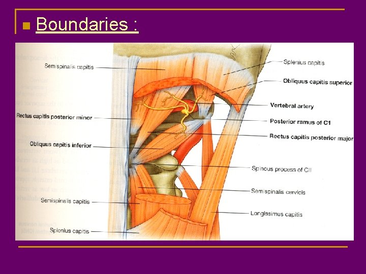 n Boundaries : n Superiomedial Superolateral Inferior n Roof – dense fiberous tissue, semispinalis