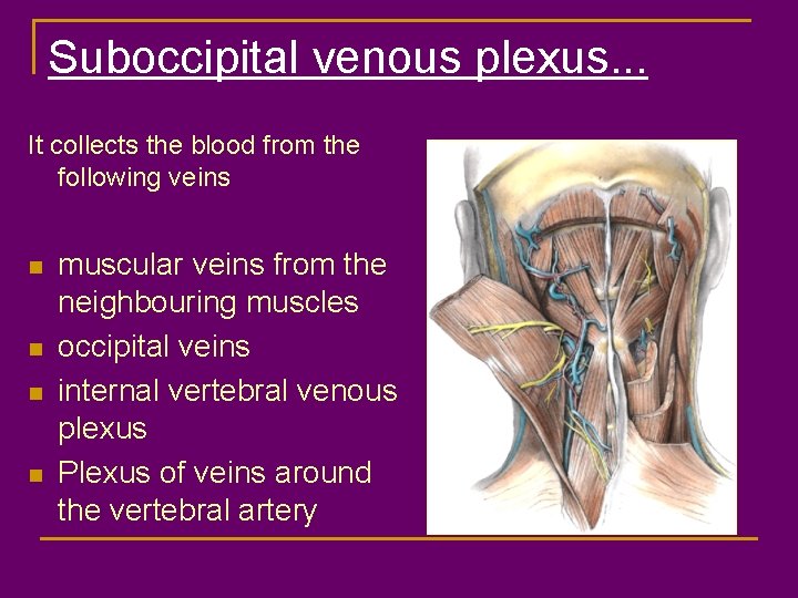 Suboccipital venous plexus. . . It collects the blood from the following veins n