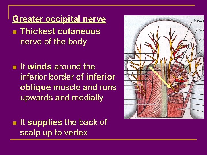 Greater occipital nerve n Thickest cutaneous nerve of the body n It winds around