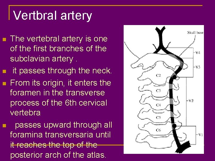 Vertbral artery n n The vertebral artery is one of the first branches of