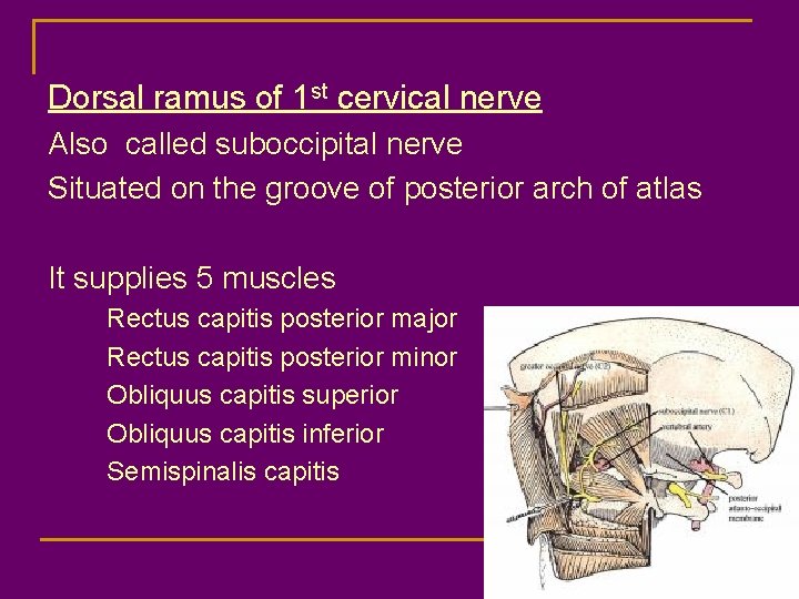 Dorsal ramus of 1 st cervical nerve Also called suboccipital nerve Situated on the