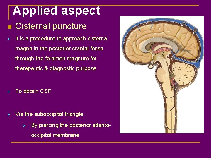 Applied aspect n Cisternal puncture Ø It is a procedure to approach cisterna magna