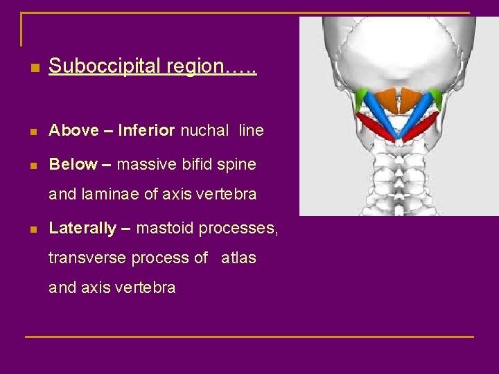 n Suboccipital region…. . n Above – Inferior nuchal line n Below – massive