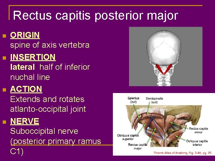 Rectus capitis posterior major n n ORIGIN spine of axis vertebra INSERTION lateral half