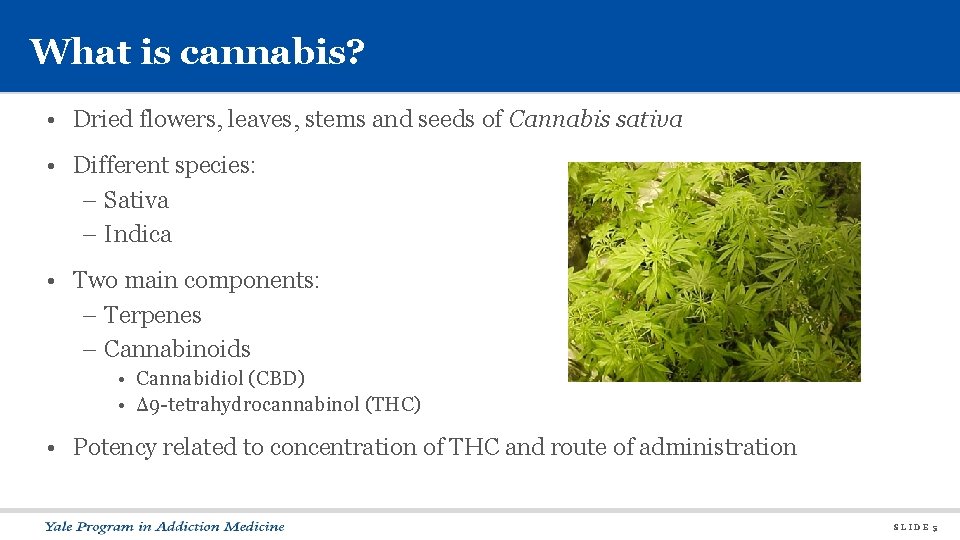 What is cannabis? • Dried flowers, leaves, stems and seeds of Cannabis sativa •
