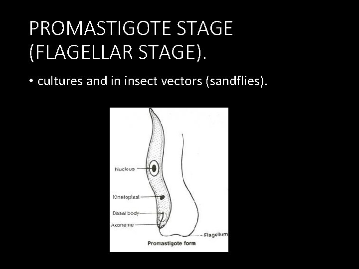 PROMASTIGOTE STAGE (FLAGELLAR STAGE). • cultures and in insect vectors (sandflies). 