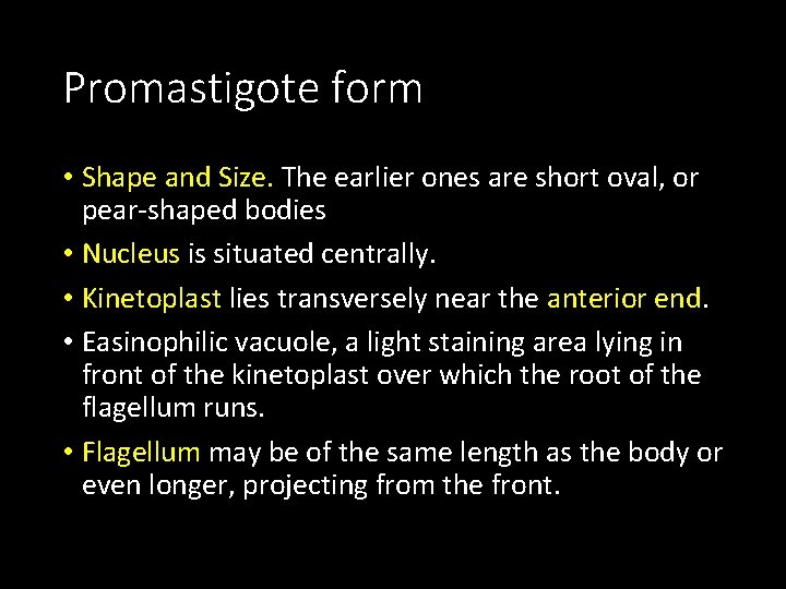 Promastigote form • Shape and Size. The earlier ones are short oval, or pear-shaped