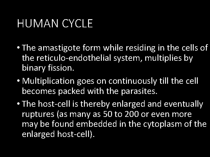 HUMAN CYCLE • The amastigote form while residing in the cells of the reticulo-endothelial