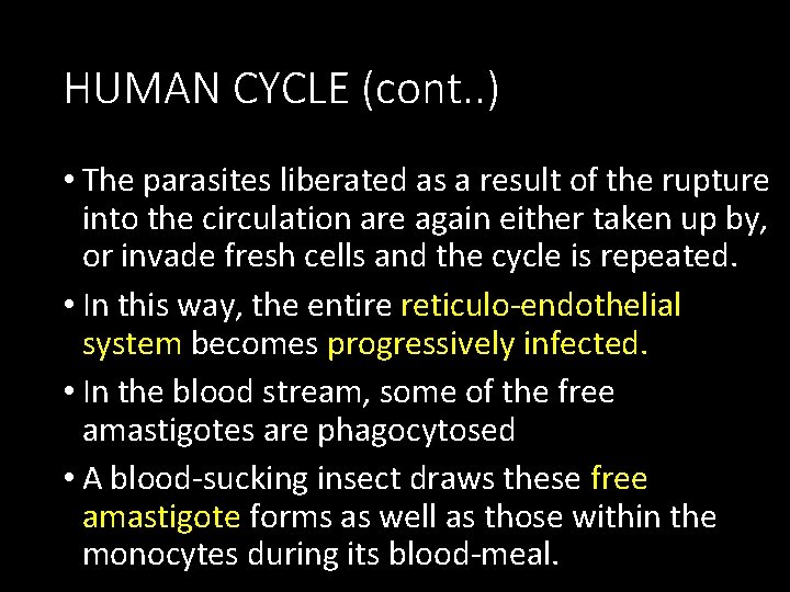 HUMAN CYCLE (cont. . ) • The parasites liberated as a result of the