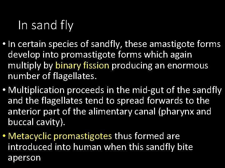 In sand fly • In certain species of sandfly, these amastigote forms develop into