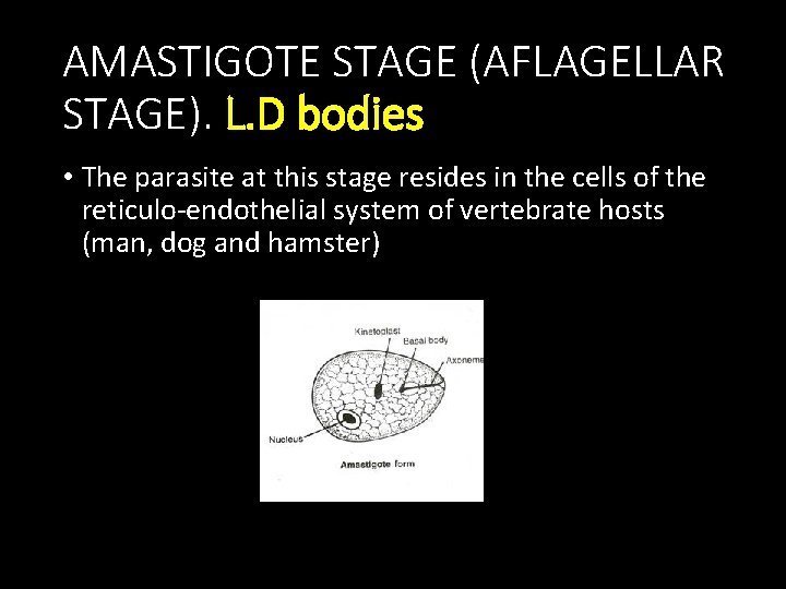 AMASTIGOTE STAGE (AFLAGELLAR STAGE). L. D bodies • The parasite at this stage resides