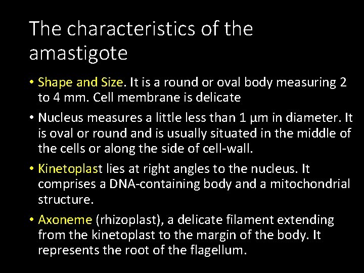 The characteristics of the amastigote • Shape and Size. It is a round or