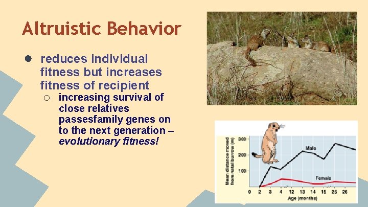 Altruistic Behavior ● reduces individual fitness but increases fitness of recipient o increasing survival