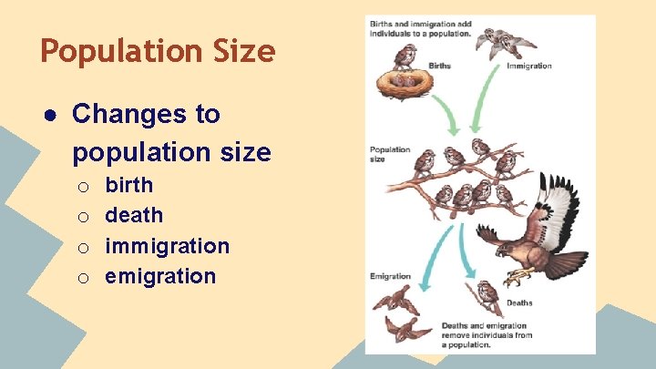 Population Size ● Changes to population size o o birth death immigration emigration 