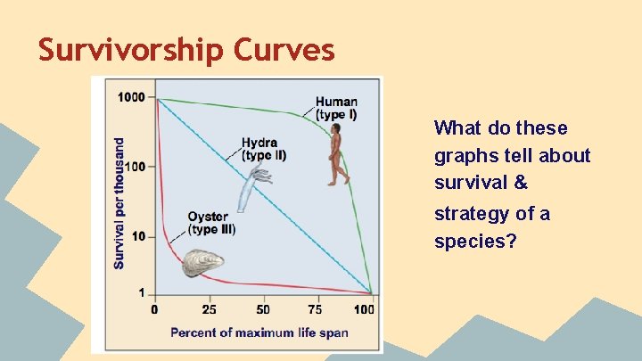 Survivorship Curves What do these graphs tell about survival & strategy of a species?