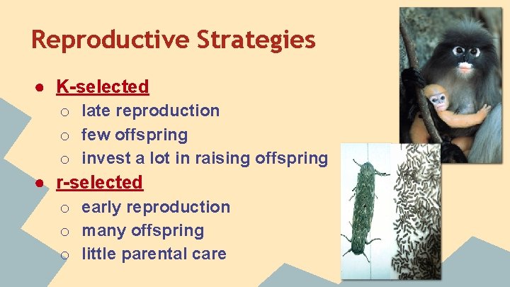 Reproductive Strategies ● K-selected o late reproduction o few offspring o invest a lot