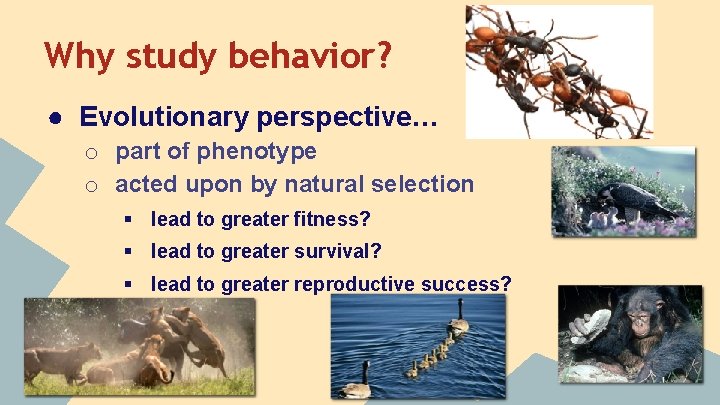 Why study behavior? ● Evolutionary perspective… o part of phenotype o acted upon by