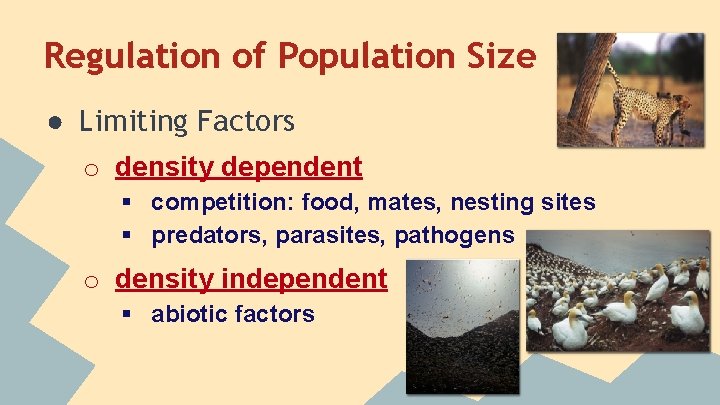 Regulation of Population Size ● Limiting Factors o density dependent § competition: food, mates,