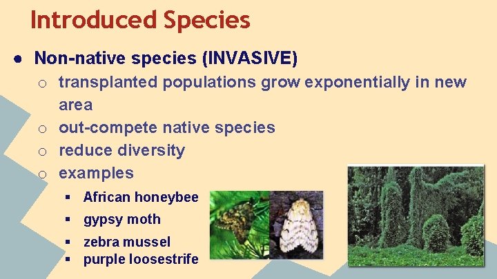 Introduced Species ● Non-native species (INVASIVE) o transplanted populations grow exponentially in new area