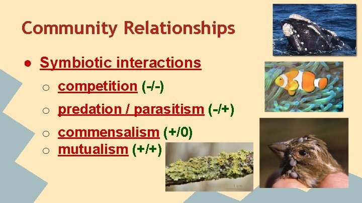 Community Relationships ● Symbiotic interactions o competition (-/-) o predation / parasitism (-/+) o