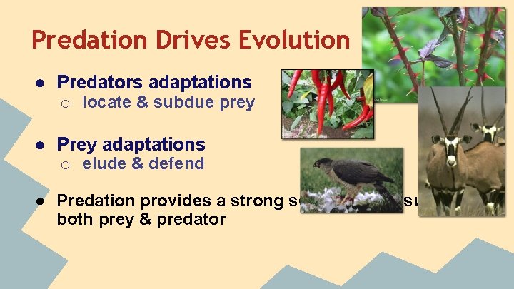 Predation Drives Evolution ● Predators adaptations o locate & subdue prey ● Prey adaptations