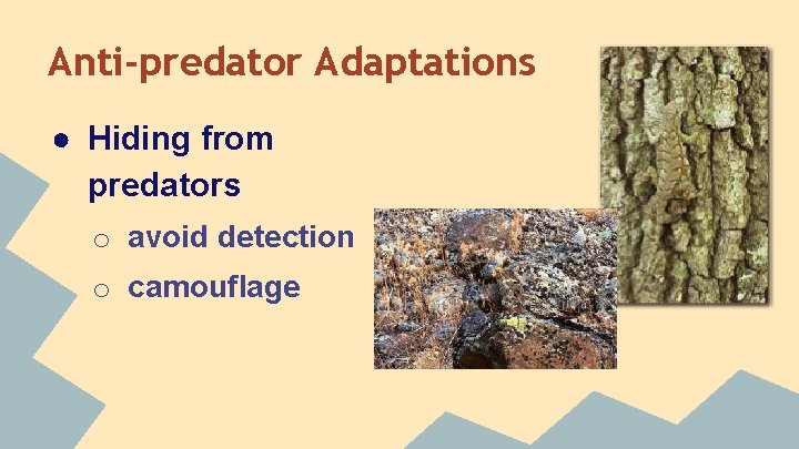 Anti-predator Adaptations ● Hiding from predators o avoid detection o camouflage 