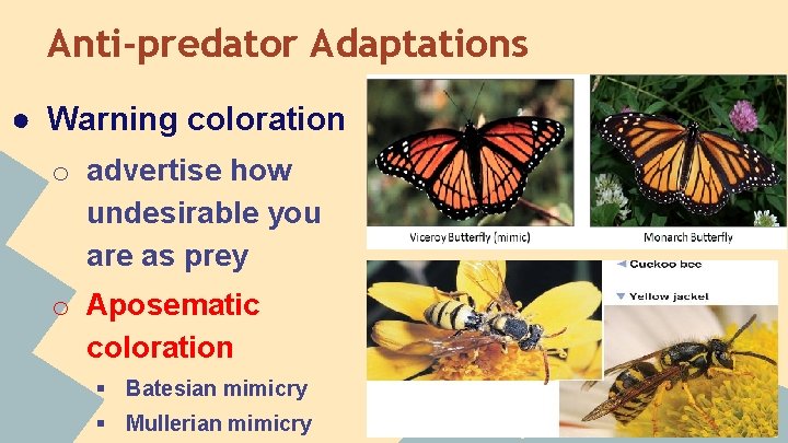 Anti-predator Adaptations ● Warning coloration o advertise how undesirable you are as prey o