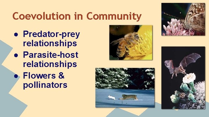 Coevolution in Community ● Predator-prey relationships ● Parasite-host relationships ● Flowers & pollinators 