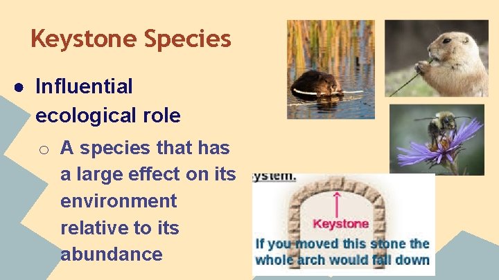 Keystone Species ● Influential ecological role o A species that has a large effect