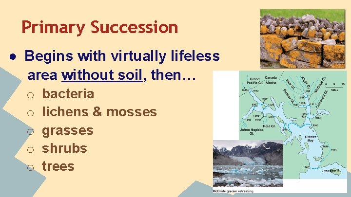 Primary Succession ● Begins with virtually lifeless area without soil, then… o o o