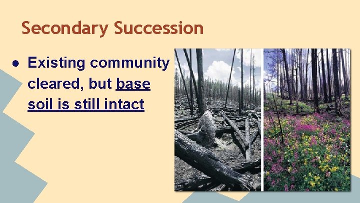 Secondary Succession ● Existing community cleared, but base soil is still intact 