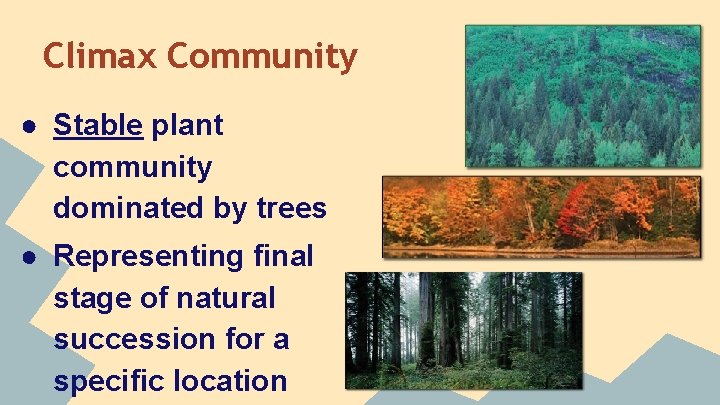 Climax Community ● Stable plant community dominated by trees ● Representing final stage of