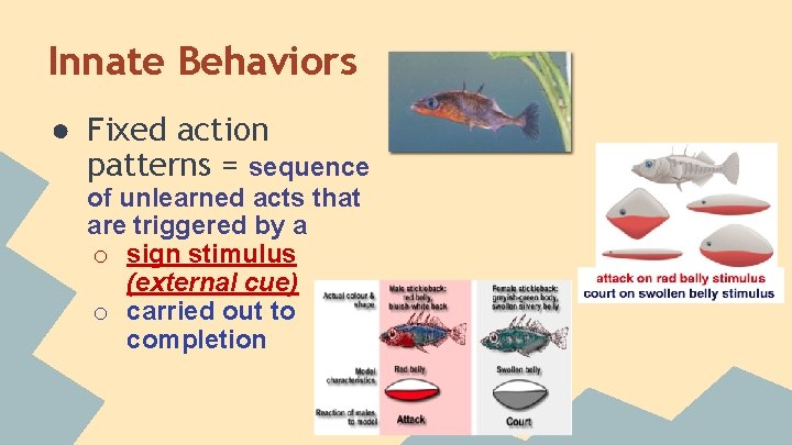 Innate Behaviors ● Fixed action patterns = sequence of unlearned acts that are triggered