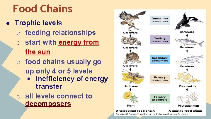 Food Chains ● Trophic levels o feeding relationships o start with energy from the