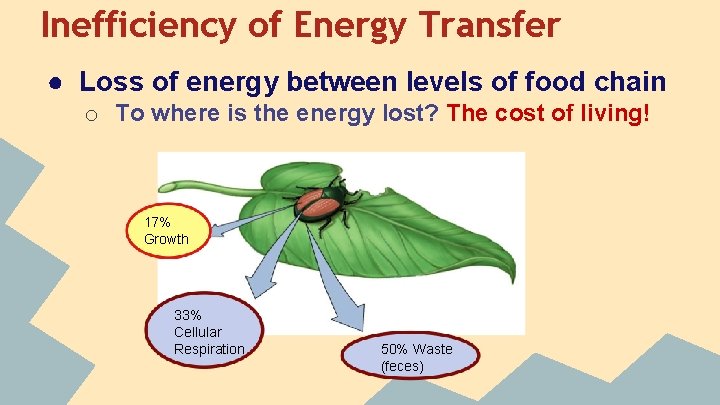 Inefficiency of Energy Transfer ● Loss of energy between levels of food chain o