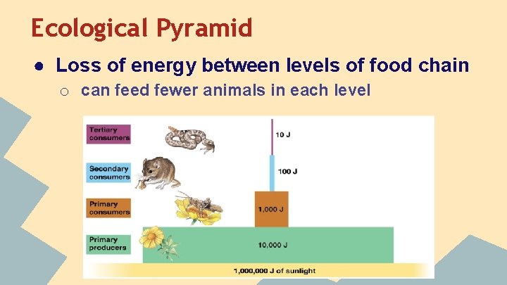 Ecological Pyramid ● Loss of energy between levels of food chain o can feed