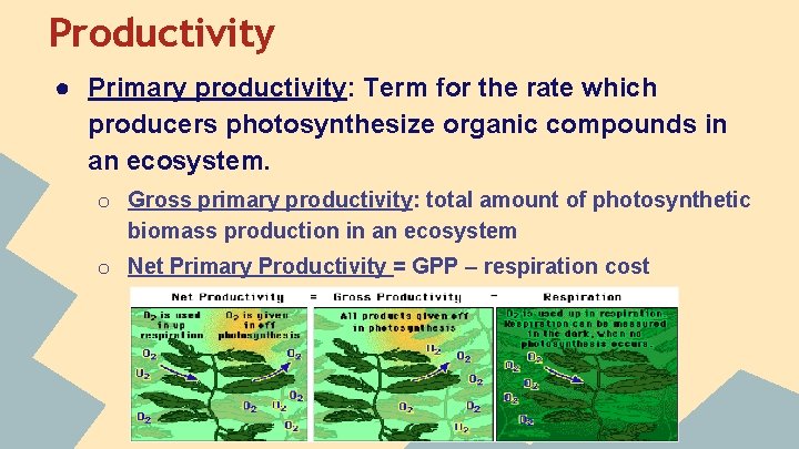 Productivity ● Primary productivity: Term for the rate which producers photosynthesize organic compounds in